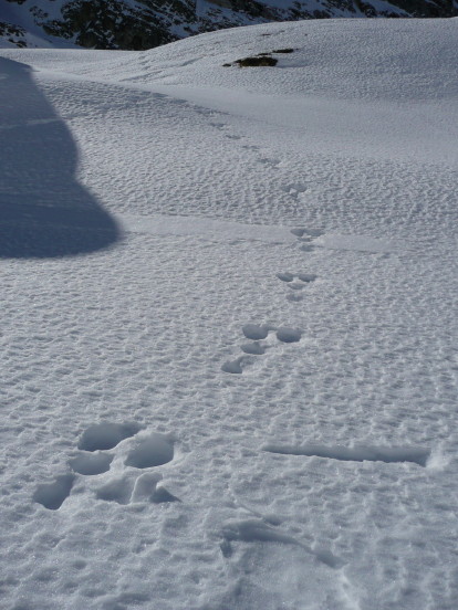 Tracce di lepre